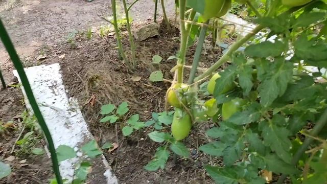 Томат Буян(Боец)/Урожайные сорта томатов/Обзор сорта/Скороспелый и неприхотливый томат