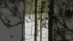 Проверка силков на зайца 3