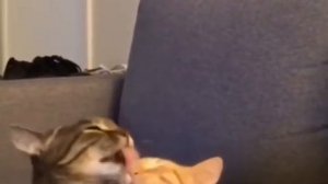 Семейная жизнь в одном видео