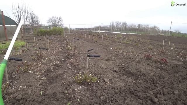 СТРАШНЫЙ АЗОТ для роз весной! смотреть онлайн