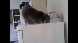 Подборка лучших приколов с животными 2017 Смешные Собаки и Кошки Funny Pet Videos 2017