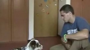 Кликер-дрессировка собак: 1)Приучение