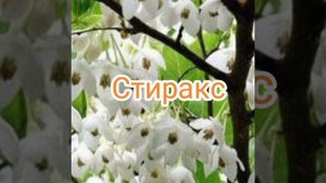 Рецепты соусов для табаку, из старинных книг.