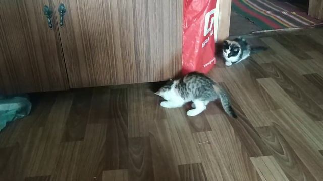 Котята играют в деревенском доме. Отдам даром. смотреть онлайн