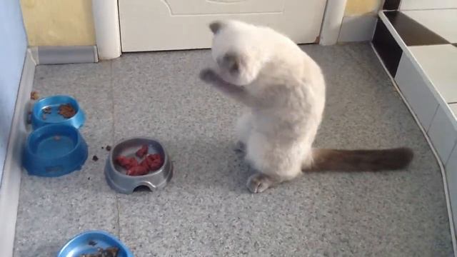 Вот как надо есть всем котятам! смотреть онлайн