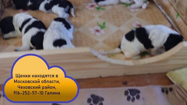 Щенки русского спаниеля 16 дней
