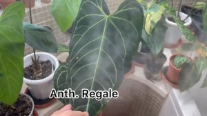 Plant tour of my rare Anthurium from Ecuagenera