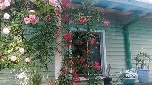 Плетистая 🌹 роза