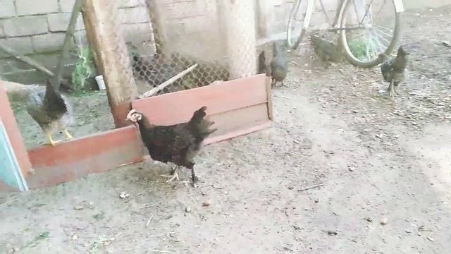 Двух месячные цыплята породы Маран. смотреть онлайн