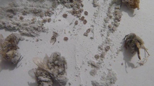 2)Эксперимент над клещем(повторять опасно)! смотреть онлайн