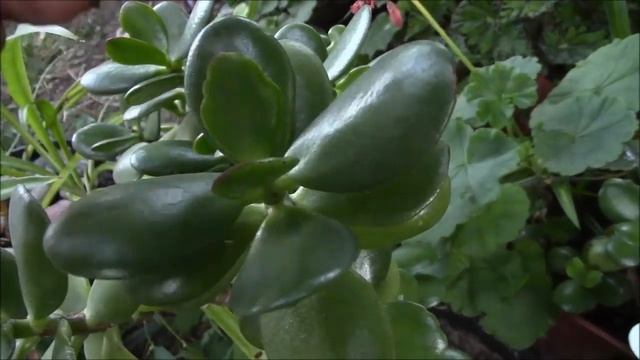 Крассула или толстянка. Рост в благоприятном грунте! смотреть онлайн