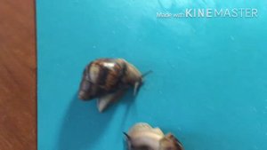 Как правильно брать улитку в руки?