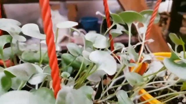 Размножаем дихондру серебристую черенкованием. смотреть онлайн