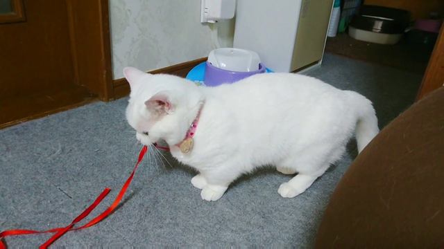 ひとりごと言いながらひとり遊びする猫