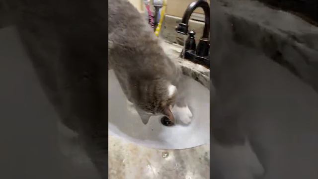 как умные коты относятся к крану с водой, да с любопытством😺😝