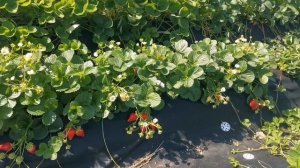 Крапо 10! Нейтрал (НСД). Урожайность на высоте!!!