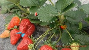 Земляника садовая Мальга (fragaria malga) ? обзор: как сажать, рассада, саженцы земляники Мальга