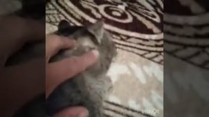 У кота шишка. Что делать? Как лечить?