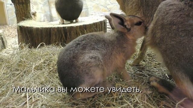 Детёныши патагонских мар в Ленинградском зоопарке смотреть онлайн