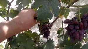 виноград Талдун.август 2021г.
