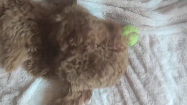 Мальтипу Щенки  Питомник  Maltipoo Elite Продажа. +38063-613-28-34. Самые популярные собачки
