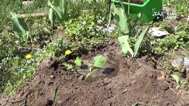 Как сажать кабачки. Сайт "Садовый мир"