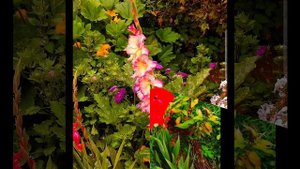 Красивая мелодия , природа и цветы.mp4