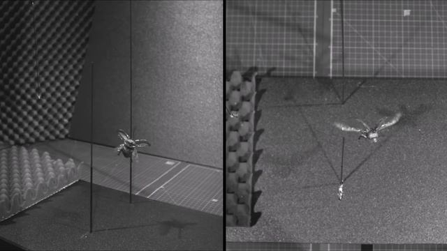 These ‘beetlebots’ keep flying, even after crashing into poles смотреть онлайн