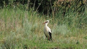 Аист, утка с утятами, серая цапля