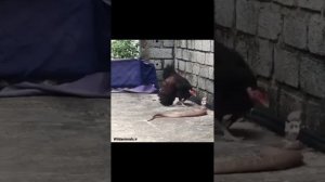 Против змеи Кто победит Человека кусает змея