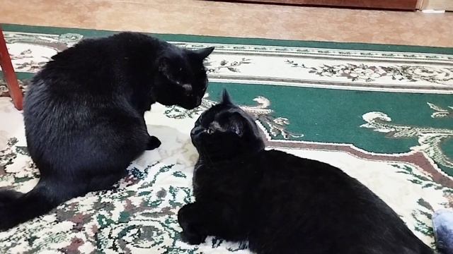 Когда я стану кошкой. Мария Ржевская. смотреть онлайн