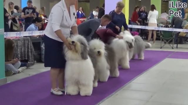 3 правила перевозки крупной собаки в общественном транспорте смотреть онлайн