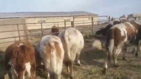 Продажа Нетели порода Симментал. Экспорт из России на СНГ 🇷🇺👍