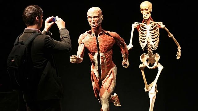 НОВОСТНОЙ СЮЖЕТ - МИР ТЕЛА (АНАТОМИЧЕСКАЯ ВЫСТАВКА НА ВДНХ) смотреть онлайн