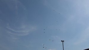 Очаковский голубедром. Проверочные голуби с Питомника