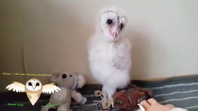 Копия видео "Буся танцует" смотреть онлайн