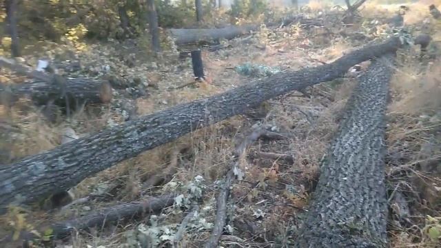 дуб и липа для копчения,нашол бревна смотреть онлайн