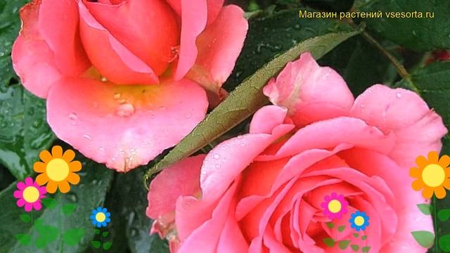 Роза чайно-гибридная Мондиаль. Краткий обзор, описание характеристик, где купить саженцы Mondiale смотреть онлайн