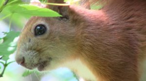 Крик белки. Бельчонок нервничает || How squirrels scream (squirrel sounds)