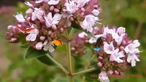 Душица обыкновенная Вильде Майоран 🌿 обзор: как сажать, саженцы душицы Вильде Майоран