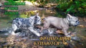 Французики купаются в речке. Последняя прогулка в полном составе.