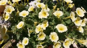 Ампельная Петуния серия, начало сезона!