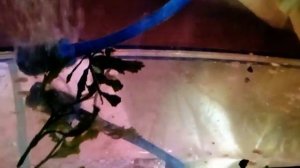 Случайно вышло. Мой опыт нереста коридорасов в общем аквариуме. Как собрать икру коридорасов. Часть