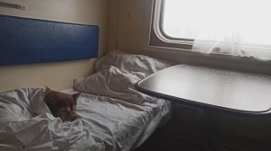 Поездка на поезде с питомцем. В поезде с собакой. Путешествие по России с собакой.