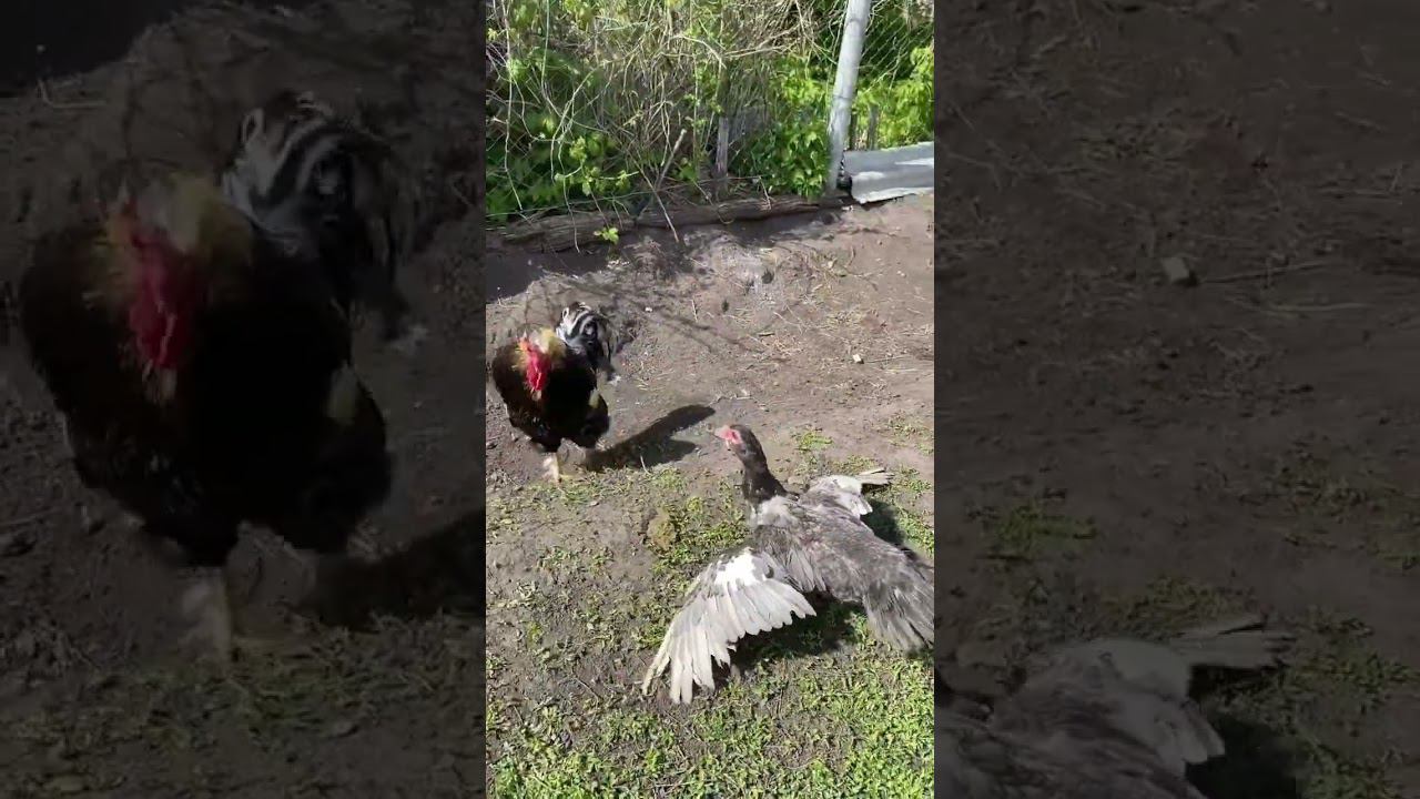 Побег кролика по Деревенски смотреть онлайн