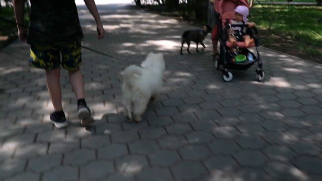 САМОЕД. САМ СЕБЯ ЕСТ???? ЗНАКОМСТВО С ПОРОДОЙ