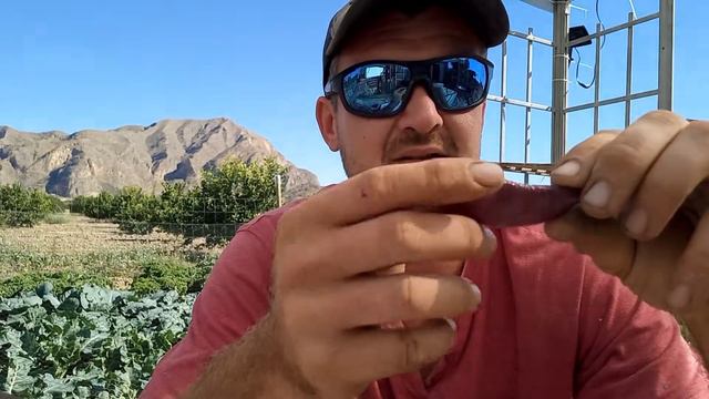 Planting and Growing Lablab beans - Hyacinth beans in October смотреть онлайн