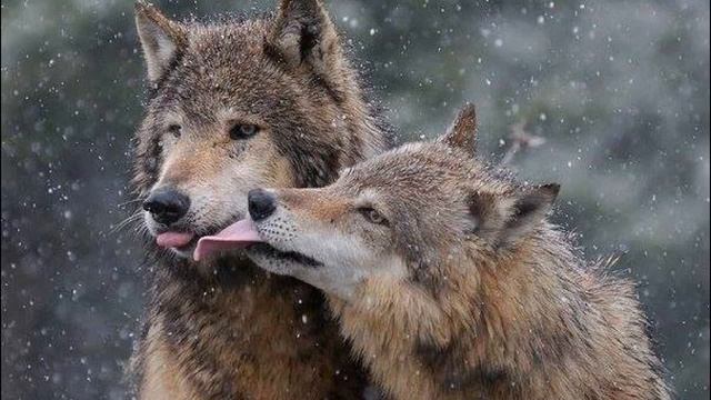 Волчица встала перед охотниками, заслонив его своим телом… смотреть онлайн