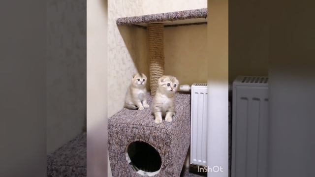 Шотландские котята от рождения до 3х месяцев 