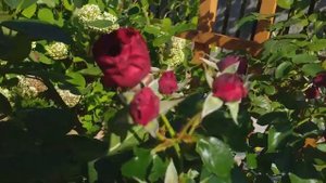 РОЗЫ, цветущие в сентябре ПРОДОЛЖЕНИЕ обзор 9 сортов